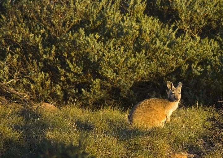 Canguro nel Cape range N.P.